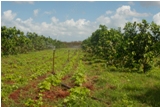 citricos_sola