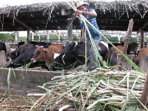 ganadería_camagüey
