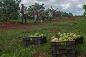 Las guayabas y otros cultivos amortizan los gastos de los cítricos, que solo con todas las condiciones fructifican antes de los tres años. citricos_sola