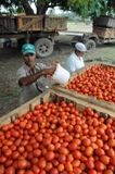 Industrias de Camagüey se preparan para campaña de tomate