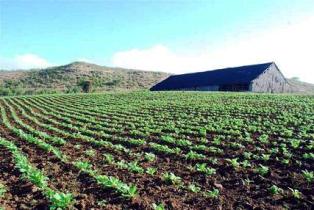 Crecerá siembra de tabaco en Camagüey