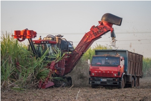Cuba Seeks Efficiency in Sugar Cane Harvest Despite Unstable Weather