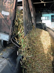 Foto:Archivo zafra_camagüey