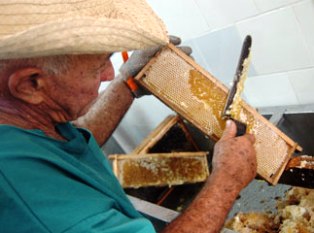 Apicultores camagüeyanos superan recogida de miel