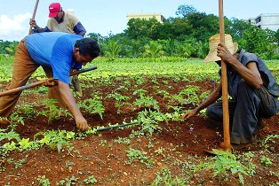 Foto:Archivo Sierra de Cubitas, fortaleza de la producción agrícola en Camagüey