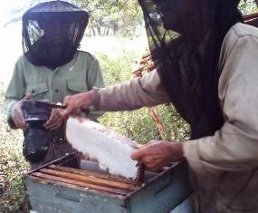 Apicultura camagüeyana por encima de plan, pero siente sequía