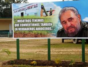 Desde Florida crece producción arrocera camagüeyana