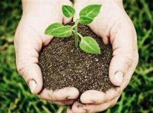 Imagen: Archivo agricultura_camagüey