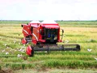La provincia espera sembrar en el año arrocero 21 mil 300 hectáreas, con las cuales podrían producirse alrededor de 35 mil 200 toneladas de arroz molinado, mayormente para cubrir la canasta familiar mensual. La provincia espera sembrar en el año arrocero 21 mil 300 hectáreas, con las cuales podrían producirse alrededor de 35 mil 200 toneladas de arroz molinado, mayormente para cubrir la canasta familiar mensual.