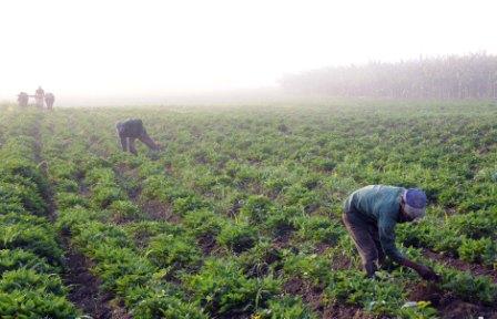En uso 80 por ciento del área en usufructo en Camagüey