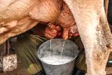 Primera cooperativa camagüeyana llega al millón de litros de leche