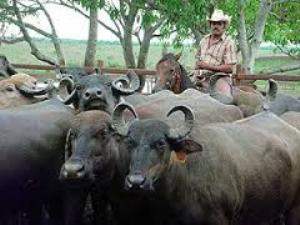 Foto:Archivo búfalos _camagüey_ganadería