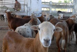 Foto: Tomada de juventud rebelde.cu Trazan estrategias campesinos en Minas para aumentar los rebaños ovino-caprinos