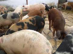 Más producción agropecuaria, tarea urgente en Camagüey