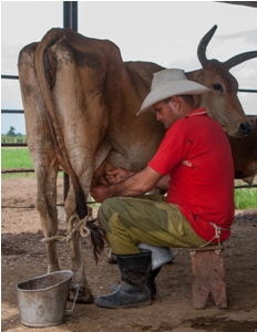 La sede del primer evento de este tipo se le otorgó a Camagüey por su tradición ganadera y su peso actual en la producción de leche y de carne vacunas del país. ganadería_camagüey