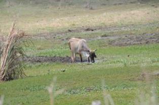 Muy afectado Camagüey por la sequía