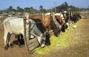 Foto:Archivo ganadería_camagüey