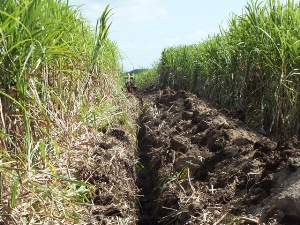 Con los oídos sobre los surcos por plantar