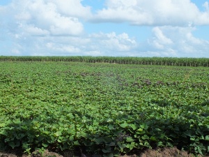 Boniato, frijoles en grandes extensiones de suelo sin riego pronto cosecharán los cooperativistas en tierras antes subutilizadas.