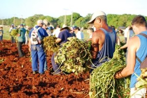 Foto: Archivo Agricultura camagüeyana rescata áreas para siembras
