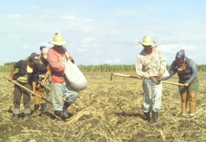 La siembra de malanga es, hasta el momento, la de menor afectación por la sequía.Fotos: Rogelio Serrano Pérez/Adelante agricultura_camagüey