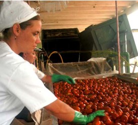 Foto:Tomada de trabajadores.cu campaña _tomate
