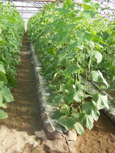 El empleo de la zeolita como sustrato propicia la obtención de vegetales y hortalizas de alta calidad y elevados rendimientos, con menores afectaciones por enfermedades. Foto: Cortesía del entrevistado  zeolita_cuba