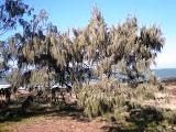 Casuarinas contra el desierto salino