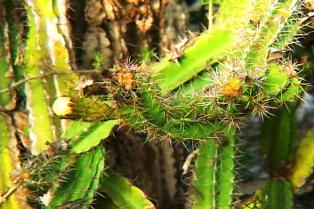 Florece en Cayo Sabinal planta casi extinta