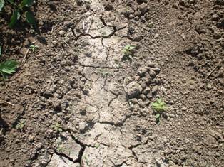 Salinidad y sequía en suelo camagüeyano