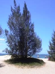 Fotos: cortesía del Instituto de Suelos y Fertilizantes Casuarinas contra el desierto salino