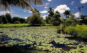 En la actualidad esa categoría la posee la Ciénaga de Zapata (Matanzas)  Proyectan humedales cubanos de importancia internacional