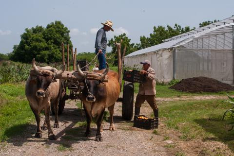 Foto: Leandro Pérez Pérez Cultivos varios en Las Flores