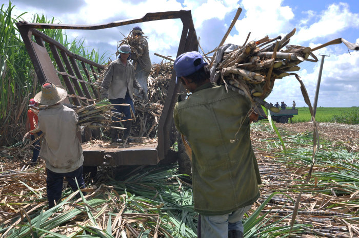 "Para la siembra y la cosecha tenemos que contratar porque solos no damos abasto", dijo Alexander. Foto: Otilio Rivero Delgado
