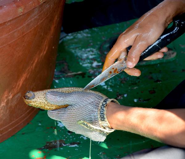 La evisceración de los holoturoideos, nombre científico del pepino de mar, es manual y corre a cargo de los propios pescadores. Foto: ACN Cumplió Camagüey exportación de pepino de mar