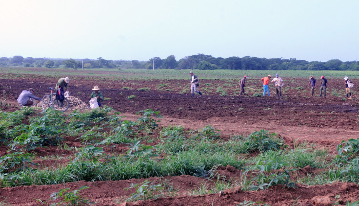 Rompen cerco al marabú