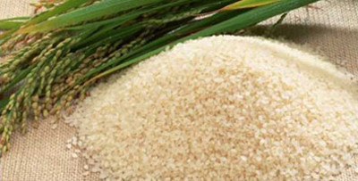 Foto: Archivo Nueva variedad de arroz biofortificado será cosechado en Camagüey
