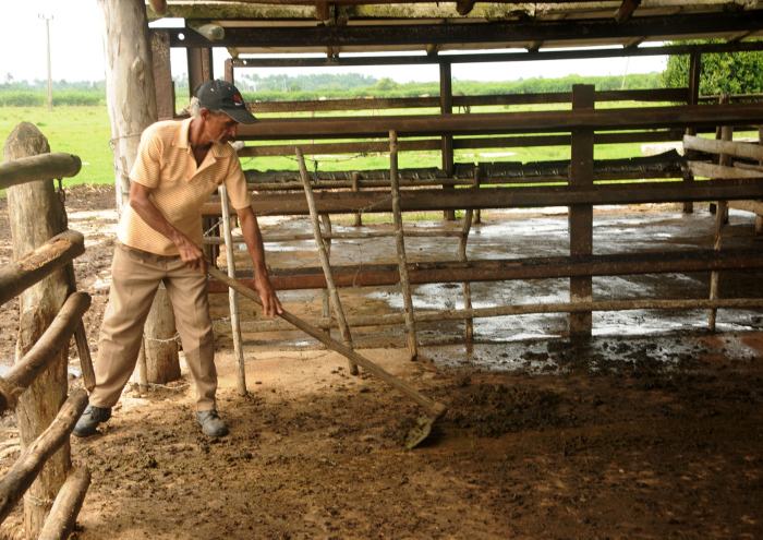 La vaquería techada y con piso de cemento puede convertirse en una unidad excelente del ordeño mecánico. Foto:Orlando Durán Hernández Para que sea más blanca Loma