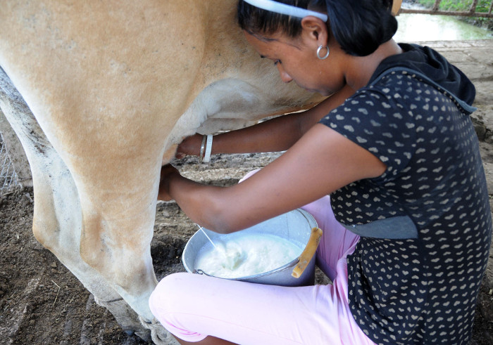 Foto: Orlando Durán Hernández/Adelante A buen ritmo crece la producción de leche en Camagüey