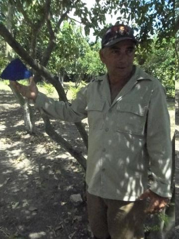 Camilo enseña uno de sus mecanismos de “defensa” contra las plagas, el cual se combina con los colores y los olores en dependencia de los insectos. Foto: Del autor