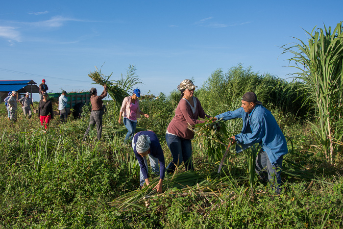 De lunes a viernes trabajadores de distintos organismos municipales laboran la tierra al igual que los campesinos. Fotos: Leandro Pérez Así será... el futuro de Guáimaro