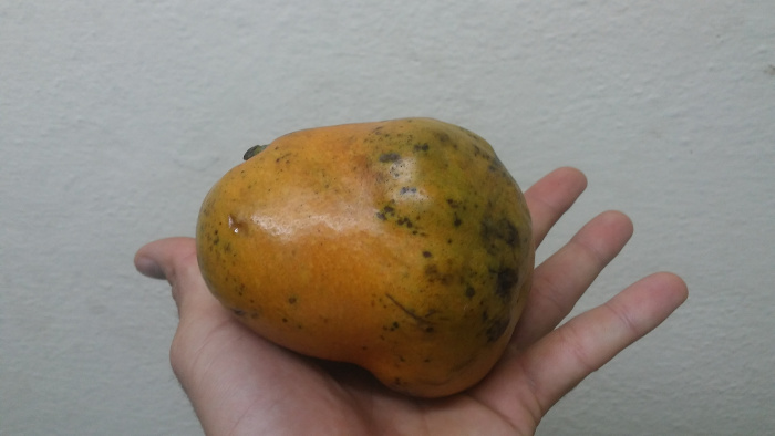 Foto: Orlando Seguí Aguilar/Adelante Nueva "raza" de fruta: Chirimango