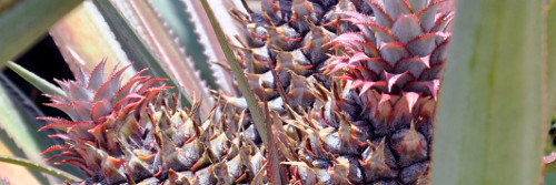 Campesinos floridanos por incrementar la siembra de variedades de piña