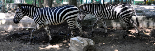 Nuevos animales en el zoológico de Camagüey