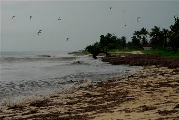 Foto:Otilio Rivero Delgado/Adelante Apuntes sobre la costa norte de Camagüey