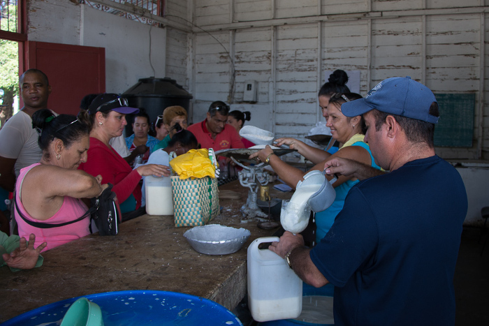 Foto: Leandro Pérez Pérez/Adelante Redoblaron entregas de leche en Camagüey ante Matthew