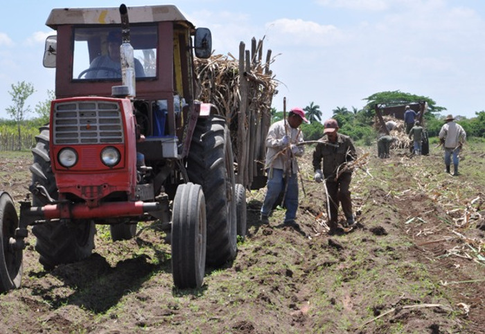 Foto:Otilio Rivero Delgado/Adelante/Archivo Por una zafra superior agroazucareros de Camagüey