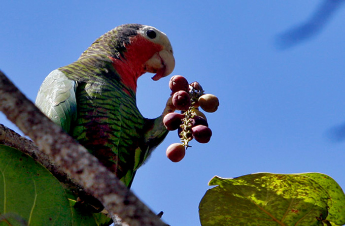 Foto: Tomada de cubadebate.cu    La comprobación nacional de control interno en nueva fase Enrique Atiénzar Rivero Transcurridos los primeros días de iniciada la XI comprobación nacional de control interno, el próximo lunes este ejercicio entrará en una nueva fase, la de adentrarse en los dos temas principales: la implementación, desarrollo e impacto de la descentralización y uso de facultades otorgadas al sistema empresarial y Cooperativas no Agropecuarias (CNA). CAMAGÜEY.-Transcurridos los primeros días de iniciada la XI comprobación nacional de control interno, el próximo lunes este ejercicio entrará en una nueva fase, la de adentrarse en los dos temas principales: la implementación, desarrollo e impacto de la descentralización y uso de facultades otorgadas al sistema empresarial y Cooperativas no Agropecuarias (CNA). Cumplimiento de las normas y disposiciones establecidas. La presente semana ha estado en el período de planificación, el cual se traduce en la práctica de los auditores por conocer al detalle las principales actividades y tareas de las entidades y escoger las muestras más acertadas que respondan a los objetivos de las acciones de control, sin descuidar la aplicación de encuestas a los trabajadores para que opinen sobre el proceso, se conoció en el puesto de mando de la Contraloría Provincial. Como aspecto priorizado es el de los inventarios, con la proyección de que garanticen la elaboración y cumplimiento del plan de 2017 para evitar, lo que a veces ocurre, de que el año se inicia y se muestra desabastecimiento logístico que afecta el cumplimiento de los compromisos productivos. A los expertos de las Oficinas Nacionales de Inspección al Trabajo, de la Administración Tributaria y de Normalización se unen inspectores estatales del Ministerio de la Construcción a supervisar funciones en las dos CNA “Sorribas Pérez” y “Tiempos Nuevos”, dedicadas a esa especialidad. De acuerdo con el cronograma, elaborado para este ejercicio nacional, el 14 de noviembre comienzan dos comprobaciones especiales a las Empresas Mayorista de Productos Alimenticios y de Otros Bienes de Consumo y a la Cárnica Camagüey, suministradora de la CNA “Ragazza”, ubicada en la céntrica calle Maceo. Las restantes 18 organizaciones, pertenecientes a los Organismos de la Administración Central del Estado, de los Órganos Superiores de Dirección Empresarial y del Consejo de la Administración Provincial del Poder Popular no adquieren la categoría de comprobaciones especiales, sino de inspecciones de la Contraloría.   Recuperan  población de cotorras   Marta Hernández Casas     JIBACOA, VILLA CLARA.- (ACN) La presencia de bandos con más de 100 cotorras en  la zona del macizo Guamuhaya correspondiente a la provincia de Villa Clara,muestra la recuperación que lentamente reporta esta especie.      Benito Turiño, jefe del Cuerpo de Guarda Bosques de las montañas de esta provincia, explicó a la ACN que este  aumento de los individuos es el resultado de muchos años de labor, el incremento de la vigilancia y el control sobre esas aves.   El experto dijo que desde el 2015 incrementaron  el número de guarda parques en el Área Protegida  Hanabanilla, y crearon viviendas dentro del lomerío para que permanezcan allí el tiempo que necesiten.   Añadió que la reforestación con frutales, y la colocación de medio centenar de nidos artificiales también favorece la reproducción de esa especie que compite con otras 11 por las cavidades en  los troncos de los árboles para anidar.   Reconoció que aún persiste la sustracción de pichones para el comercio ilícito, lo cual afecta considerablemente la estabilidad de esas colonias de pájaros, porque las cotorras son gregarias, establecen parejas para toda la vida y solamente se reproducen una vez al  año.   Aseguró que durante el 2016en Villa Clara no se descubrieron robos de pichones ni huevos.   Turiño comentó que la presencia de cotorras jóvenes en las casas de  viviendas de pueblos y ciudades de la provincia manifiesta que todavía se mantiene el hurto y comercio ilícito, acción repudiada por todos al ser aves amenazadas de extinción.   El especialista aclaró que el macizo Guamuhaya no es un coto de caza, o sea, está prohibida la captura de todas  las especies del lomerío, por lo que cualquier sustracción del patrimonio  natural tiene su correspondiente sanción.   Arturo Díaz, guardabosque del Hanabanilla,comentó que cuando detectan personas transportando cotorras se les aplica el decreto 268, de la Ley forestal 85, que establece sanciones a quienes  incurren en esos delitos.   Esa regulación comprende penalidades muy bajas, por ejemplo, las multas son de hasta 500 pesos (CUP), mientras que cada pichón lo comercializan a precios altos en pesos convertibles  (CUC),añadió.   Díaz agregó que entre los campesinos se ha incrementado la cultura proteccionista con la creación de proyectos comunitarios, cuestión que debe extenderse hacia las ciudades y pueblos, porque allí viven los máximos receptores de los animales extraídos del monte.    ---------------------------------------------        Este cuatro, a las cuatro, cita por Cuba y la Patria Grande   Maria E. Alvarez   LA HABANA.- (ACN) Desde La Habana y su Colina Universitaria,  una concentración de pueblo sumará este viernes la voz de Cuba a la Jornada Continental por la Democracia y contra el Neoliberalismo, que igual reunirá multitudes en  Caracas,Sao Paulo, Buenos Aires y otras ciudades de América Latina y el Caribe.      El cuatro a las cuatro, todos a la Plaza Ignacio Agramonte, de la Universidad de La Habana, exhortó  Aníbal Barredo, miembro del Secretariado Nacional de la Federación Estudiantil Universitaria (FEU), y destacó que será una movilización numerosa y representativa de los más amplios sectores de la sociedad cubana.   Plural es, también, la convocatoria, hecha por las organizaciones que, como  la FEU, integran el Capítulo Cubano de la Articulación de Movimientos Sociales hacia la Alianza Bolivariana para los Pueblos de Nuestra América-Tratado de Comercio de los Pueblos  (ALBA-TCP), explicó a la ACN.   Mencionó, por ejemplo, la Central de Trabajadores de Cuba, los Comités de Defensa de la Revolución, la Federación de Mujeres Cubanas, la  Asociación Nacional de Agricultores Pequeños, el  Movimiento Cubano por la Paz y la Soberanía de los Pueblos, el Centro  Memorial Dr. Martin Luther King Jr. y la Organización de Solidaridad de los Pueblos  de África,  Asia y América Latina.   Barredo aseguró que mañana resonará fuerte en la Colina, para que el mundo entero lo escuche, el clamor de todo un continente: “¡Ni un  paso atrás! ¡Los pueblos seguimos en lucha por nuestra integración, autodeterminación y soberanía, contra el libre comercio y las  transnacionales!”   De la movilización en La Habana, dijo que tendrá como eje central la defensa de la soberanía de Cuba, frente a la injerencia del  Imperio y sus planes y acciones, orientados a desestabilizar, subvertir el orden interno, promover cambios económicos, políticos y sociales y acabar con la Revolución.   El Campus Universitario volverá a convertirse en avispero, esta vez mucho mayor, pues obreros, campesinos, estudiantes, profesionales y técnicos, intelectuales, amas de casa, jubilados, hombres y mujeres,  niños, jóvenes y adultos nos juntaremos para reafirmar que Cuba es libre, soberana  y nuestra, enfatizó.   El dirigente estudiantil significó que en el encuentro hallarán espacio históricas y justísimas demandas del pueblo cubano, como  el levantamiento total y definitivo del genocida bloqueo económico, comercial  y financiero impuesto por EE.UU. y la devolución de la parte de su territorio  que ese país continúa usurpando, en otra clara muestra de desprecio a su integridad, independencia y soberanía.   Sobre lo que sucederá en la antigua Plaza Cadenas, adelantó que al audiovisual tendrá un lugar de privilegio en el programa, para  contar en imágenes la historia y el presente “nuestroamericanos”, las luchas de  los pueblos por su segunda y definitiva independencia y por la unidad e  integración regionales, y la feroz arremetida neoliberal, que ahora mismo amenaza hacer trizas todo lo logrado.   La jornada continental en marcha es hija de la cita hemisférica,  que en noviembre de 2015, con los auspicios del Capítulo Cubano ya citado, reunió en La Habana a representantes de los sectores populares y de organizaciones sociales, para celebrar 10 años del  “entierro” del ALCA en la Cumbre de los Pueblos en Mar del Plata.   Más allá de la celebración, el encuentro en la capital cubana se convirtió en un esfuerzo político para rearticular la lucha en torno a  ejes comunes, que permitan preservar los avances económicos y sociales durante  los últimos 15 años en varios países, y reconstruir un proyecto alternativo  en medio de la contraofensiva de la derecha.        Béisbol  Favoritos mantienen su liderazgo en Serie Cubana de Béisbol  Por Lubia Ulloa      LA HABANA .- nov (ACN) Sin cambios en la tabla de posiciones en esta segunda etapa de la  LVI Serie Nacional de Béisbol resultó la jornada de hoy tras las victorias de  los equipos favoritos Matanzas, Ciego de Ávila y Granma.   Un jonrón de Eliécer Griñán, bateador emergente de Ciego de Ávila puso  el empate para los “Tigres” cuando todo parecía indicar que Noelvis  Entensa, lanzador de Holguín, dominaría el segundo juego y nivelaría la subserie a  una victoria por bando.   En la parte baja del octavo inning después de un out, sendos hit  consecutivos de Osvaldo Vázquez y Yorelvis Charles hicieron que el mentor avileño Roger Machado optara por Griñán, quien en su turno al bate  conectó un vuela cerca que provocó la sustitución de Entensa por Liván Moinelo.   La carrera que dio la victoria a los “Tigres” fue en el noveno inning  cuando con las bases llenas Osvaldo Vázquez bateó sencillo al jardín izquierdo.   El juego lo ganó José Ángel García, que ahora tiene un triunfo y un  revés, y lo perdió Moinelo, que suma ocho éxitos y cinco derrotas.   En la otra subserie vespertina Granma superó seis carreras por dos a Villa Clara en el estadio Mártires de Barbados, de Bayamo.   Los dirigidos por Carlos Martí anotaron la primera en la tercera entrada  por sencillo remolcador de Guillermo Avilés, quien empujaría otra más en el quinto  capítulo para emparejar las acciones, luego de que Villa Clara había tomado el mando  en esa propia entrada.   En el octavo episodio se combinaron dos sencillos, un doble, un pelotazo y  un error para así lograr un racimo de cuatro anotaciones y alcanzar la segunda victoria ante los Naranjas.   Este partido lo ganó Leandro Martínez, quien acumula seis sonrisas y tres reveses y lo perdió el refuerzo pinareño Yosvany Torres, que ahora tiene balance de  tres y cuatro.   Matanzas volvió a salir airoso frente a Camagüey al propinarle un nocaut en el  Victoria de Girón, en la Atenas de Cuba. El triunfo fue para Yoanni Yera y la  derrota para Yariel Rodríguez.   Luego de un par de out en la entrada inicial el lanzador camagüeyano Yariel Rodríguez  regala dos boletos, Jefferson Delgado le conectó sencillo para impulsar la primera carrera y con dos hombres en circulación William  Saavedra pesó su primer cuadrangular de la noche, hecho que repitió en el cuarto episodio para fabricar la quinta anotación de los“Cocodrilos”.   Con dos peloteros en base en ese mismo capítulo, Yasiel Santoya remolcño  la sexta para la nómina matancera con sencillo al jardín derecho, y en el  quinto inning, después de dos out, con un hit y dos errores Matanzas pisó el home  por séptima ocasión.   En la parte baja del séptimo William Luis bateó de emergente por Ariel  Sánchez y conectó doblete al jardín izquierdo, preludio de lo que sería después  la victoria de los matanceros, al llegar al plato en tres oportunidades más  para dejar al campo a los agramontinos.     liquefied and natural gas, and also from renewable energy sources.           Mendoza, como el más de los camagüeyanos Por MSc.  María Delys Cruz Palenzuela De estar vivo, Jorge Enrique Mendoza Reboredo cumpliría 86 años; nació en la ciudad de Camagüey el 2 de noviembre de 1930, y siempre en este su pueblo, y sobre todo los periodistas de “ la vieja guardia” , tendremos un momento para el obligado recuerdo.  A finales de la década del ‘50 del siglo pasado, Mendoza se convirtió en uno de los hombres más fieles a Fidel; cada día su voz inundaba la intimidad clandestina de cientos de hogares cubanos llevando el mensaje verídico y alentador de la marcha de la guerra a través de Radio Rebelde. Proclamada la Primera Ley de Reforma Agraria, el 17 de mayo de 1959, y ante la evidencia del freno que en constituía en Camagüey la clase terrateniente, amparada en el mando del jefe de la plaza militar, el traidor Huber Matos, Mendoza es designado para asumir el desarrollo de esta tarea en el territorio, y gracias a su intervención se pudo desarticular la traición que desembocó en un rotundo apoyo del pueblo a la Revolución, en marcha histórica del 21 de octubre de ese año encabezada por el Comandante en Jefe Fidel Castro en la ciudad agramontina.. Esa fidelidad la mantuvo en las largas noches por más de una veintena de años al frente del periódico Granma, órgano del Comité Central del Partido, y desde las incontables horas dedicadas a rescatar el legado de los héroes  y de nuestras luchas al frente del Instituto de Historia de Cuba... No será la primera ni la última vez que me refiera al inigualable y gentil caballero de delgadez y delicadeza quijotesca, del atento y preocupado jefe y compañero, del conversador con quien a periodistas de mi generación  nos gustó invertir el tiempo para el aprendizaje cada vez que tuvimos ocasión; del hijo, del padre, del tío, del familiar, del amigo y del compañero que nunca se ausentó, y que tendrá siempre un lugar en decenas, en cientos, en miles corazones. Los que lo conocieron y compartieron con él días de combate y de trabajo, antes y después del triunfo de la Revolución, coinciden en que fue éste un hombre que mucho aportó con su ejemplo. El concepto de familia, los valores sociales, forman parte de sus raíces;  nunca dejó de sentirse como el más de los camagüeyanos, y no fueron pocas las oportunidades en las que nos aconsejara, como hizo en el acto por el aniversario 150 del natalicio de nuestro héroe epónimo: "... cuando cualquier pesar, cuando cualquier molestia, cuando cualquier tristeza golpee nuestro corazón, pensemos en Ignacio Agramonte..." Mendoza falleció el 25 de febrero de 1994  afectado por una severa afección cardíaca,  justamente al día siguiente de haber comparecido ante las cámaras de la Televisión Cubana junto a nuestro Comandante en Jefe  y un grupo de fundadores de Radio Rebelde, celebrando entonces un aniversario de aquella emisora de la que fuera locutor desde la Sierra Maestra en plena guerra de liberación. Jorge Enrique Mendoza ocupa un lugar importante en el historial de este pueblo, como uno de sus hijos más ilustres, como uno el más de los camagüeyanos.  Este día, y como homenaje de recordación, se entrega del premio de investigaciones históricas que lleva su nombre, convocado por la Oficina del Historiador de la Ciudad.
