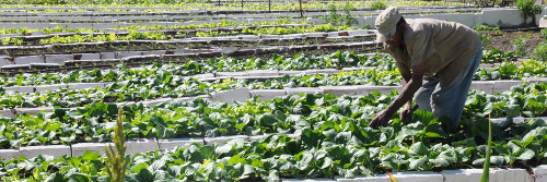 Agricultores camagüeyanos reafirmaron su compromiso