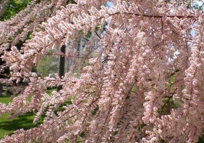 Fueron posturas de esta planta, la Tamarix gallica y no de la Dichrostachys cinerea (el marabú que conocemos) las que trajo a Camagüey doña María Monserrat Canalejos. Foto: tomada de consultaplantas.com